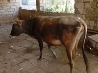 பசு, அசர்பைஜானிய செபு — புகைப்படம் 2