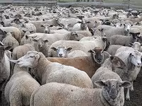 Domba jantan, Sheep — foto 1