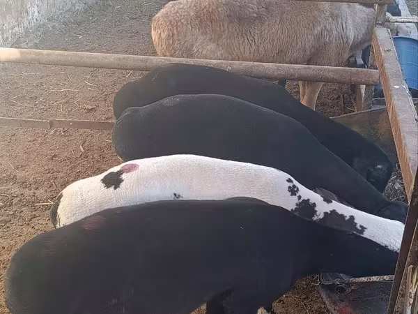 Kameel, Kamelen