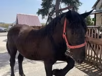 Aygır, Atlar — foto 4