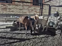 بکری, Saanen goat — تصویر 6