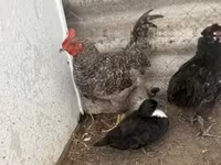 Chickens — 5. fotó