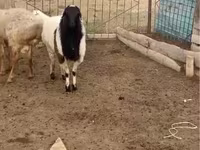 የጎትት አውራ በግ, Sheep — ፎቶ 1