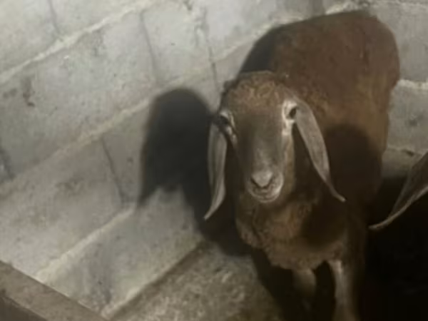Sheep, Sheep — Kyrgyzstan