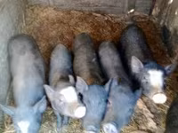หมูป่าตัวผู้, หมู — รูปภาพ 2