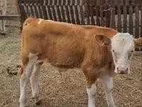 Kvæg (parti, køn ikke angivet), Simmental cattle — foto 2