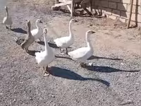 Geese — الصورة 2