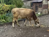 Vacă, Bovine — foto 4