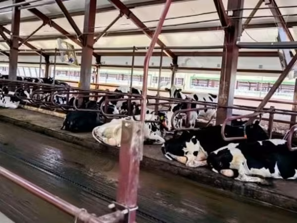 Vacă, Rasa Holstein