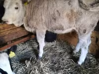 วัวตัวเมีย, Simmental cattle — รูปภาพ 4