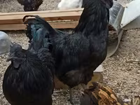 Chickens — تصویر 6