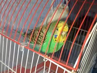 2 eded qus qefesi ile birlikde satilir — عکس 1