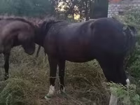 ፈረስ, Horses — ፎቶ 8