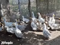Ducks — ảnh 3