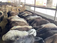 Qoyun, Krasnoyarsk sheep — foto 3