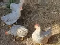 Chickens — fotografija 1