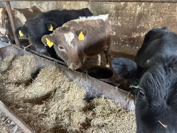 Bull, Cattle
