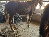 Hingst, Horse breed — foto 4