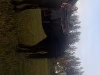 घोड़ी, Nonius horse — फ़ोटो 7
