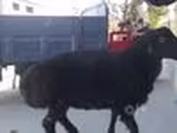 የጎትት አውራ በግ, Sheep — ፎቶ 4