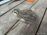 Quails — foto 6