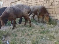 Pecore (lotto, sesso non specificato), Pecore — foto 2