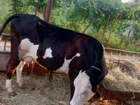 公牛, Holstein breed — 照片 1
