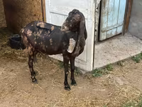Koza, Kamori goats — foto 5