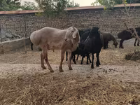 Ram, Arashan sheep — photo 6
