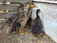 Ducks — تصویر 3