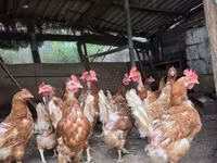 Chickens — zdjęcie 1