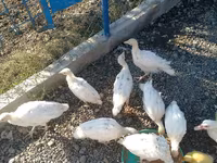 Ducks — Foto 1