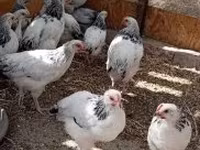 Ducks — عکس 1