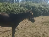 Iapă, Azerbaijan horse — foto 3