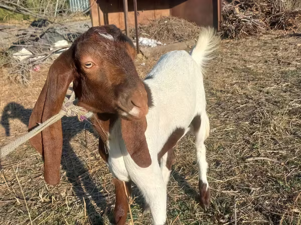 بز ماده, Kamori goats