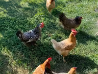 Chickens — ፎቶ 3