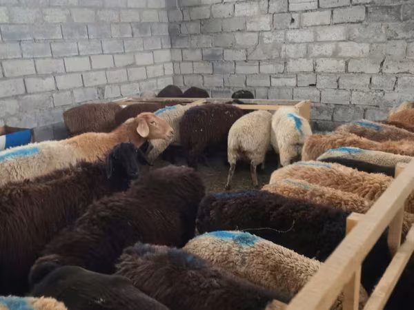 Sheep, Sheep — Kyrgyzstan