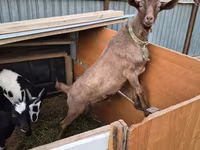 عنزة, Alpine goat — الصورة 2
