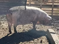 แม่สุกร, หมู — รูปภาพ 3