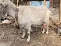 Capră, Fergana goat — foto 3