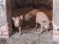 Babi betina, Мангалица — foto 2