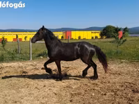 암말, Friesian — 사진 3