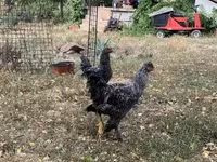 Chickens — ፎቶ 4