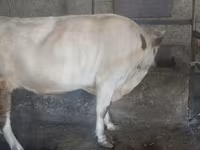Bik, Russian Black pied cattle — fotografija 2