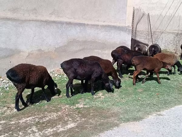 母羊, Sheep