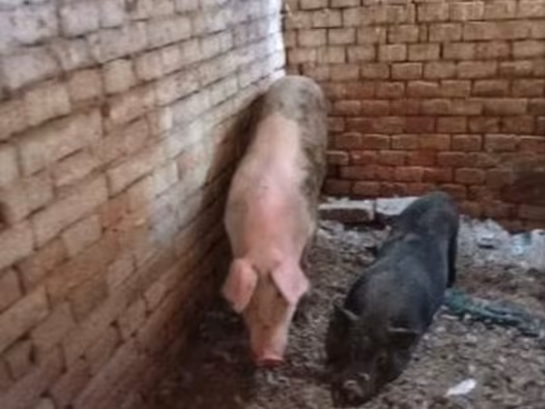 Babi (lot, jantina tidak dinyatakan), Крупная белая