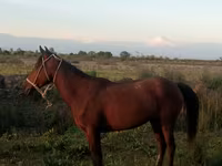 Égua, Karabakh horse — foto 1