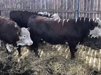 ثور, Russian Black pied cattle — الصورة 6