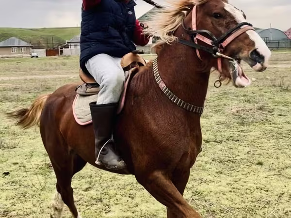 Cal, Kazakh horse