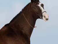 Кобила, Akhal-Teke — фото 6